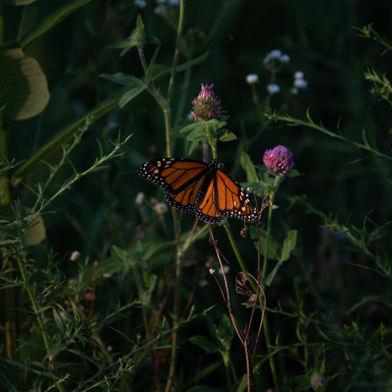 Milkweed Monarchy
