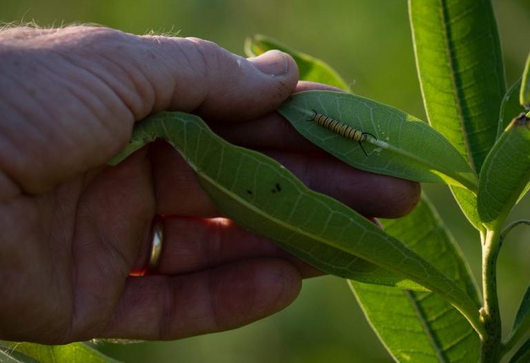 Milkweed Monarchy